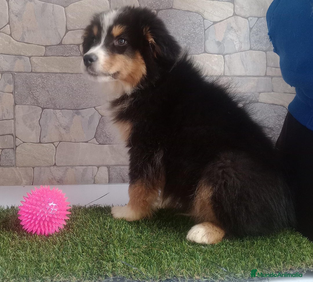 Pastor Australiano perros en venta: Ultimo macho de la camada - Anuncio 2