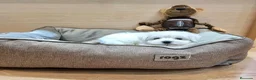 Bichón Maltés perros en venta: Bichón Maltés  - Anuncio 6