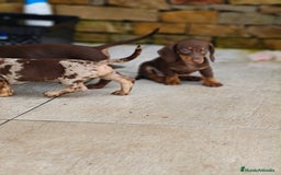 Teckel perros en venta: Teckels exclusive mini  - Imagen 4