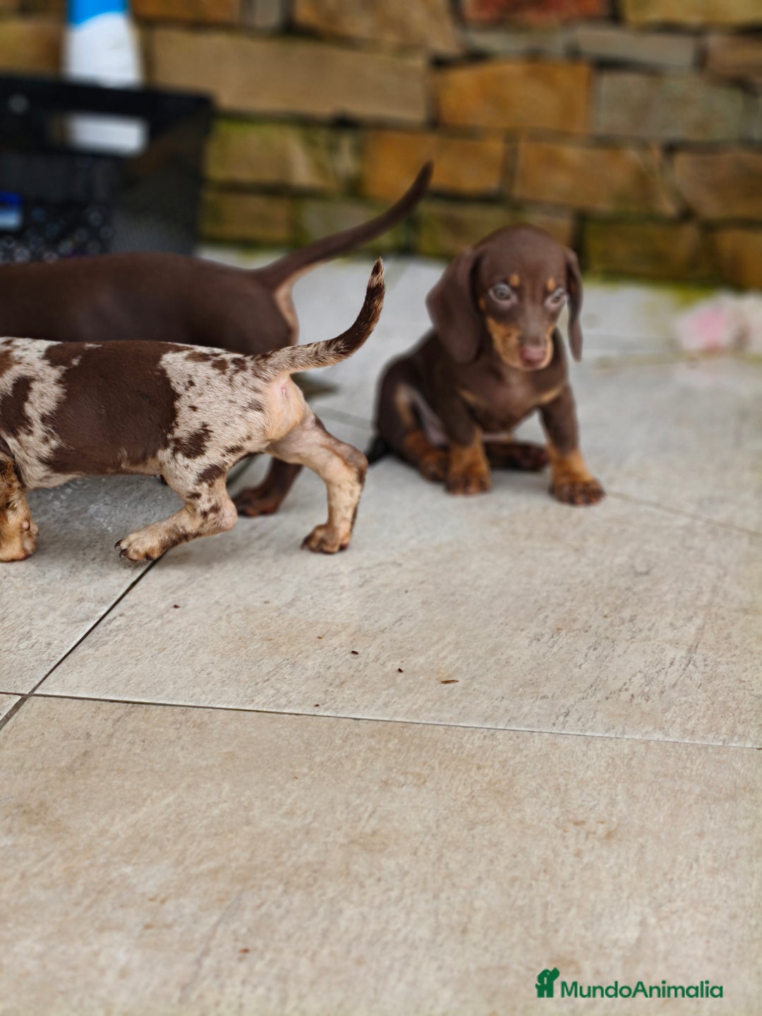 Teckel perros en venta: Teckels exclusive mini  - Imagen 4