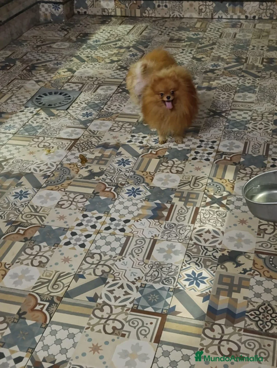Pomerania perros en venta: Macho 9 meses pomerania  - Anuncio 8