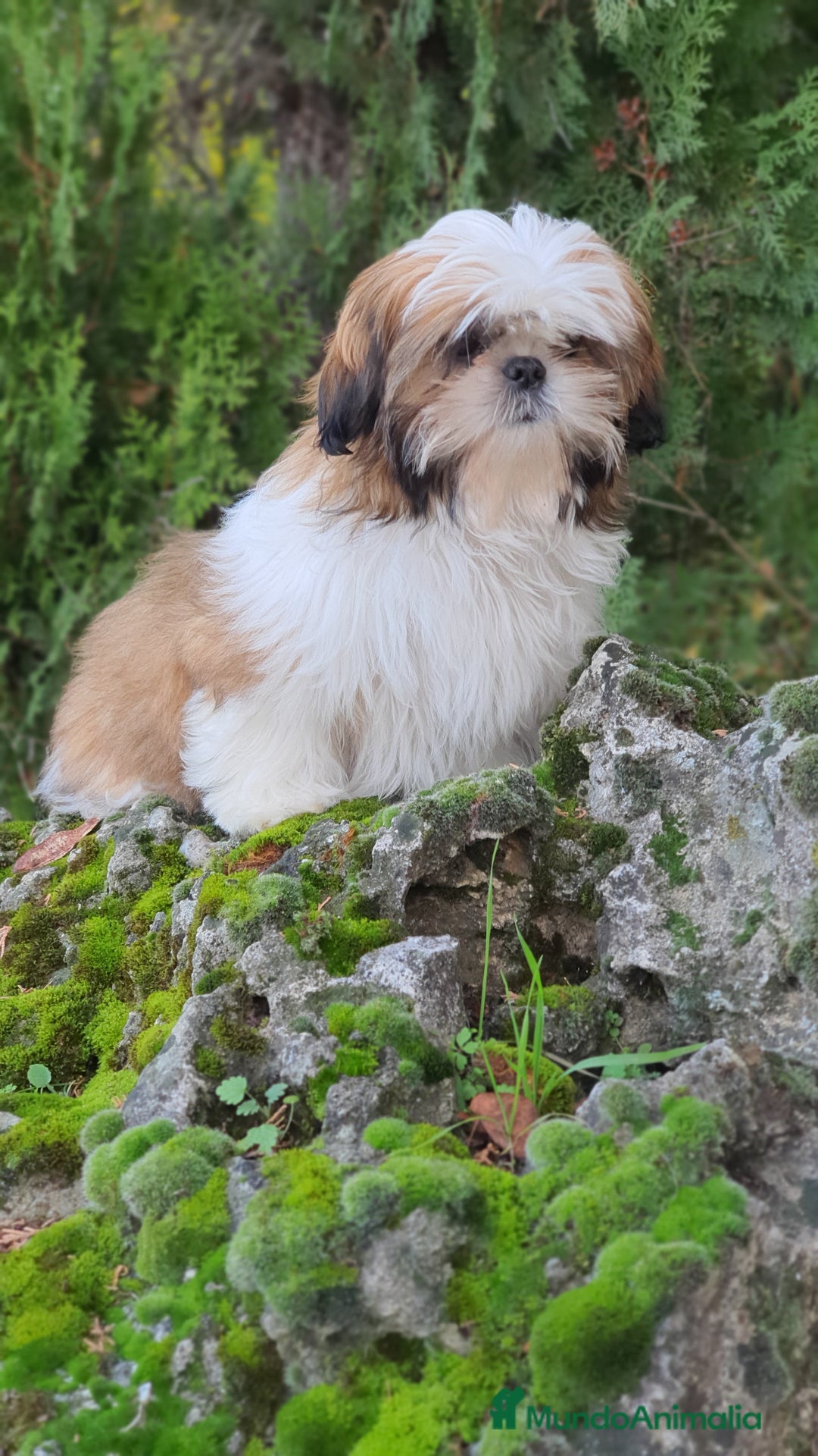 Shih Tzu perros en venta: Shih Tzu de 5 meses disponible !! - Imagen 6