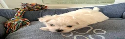 Bichón Maltés perros en venta: Bichón Maltés toy - Anuncio 3