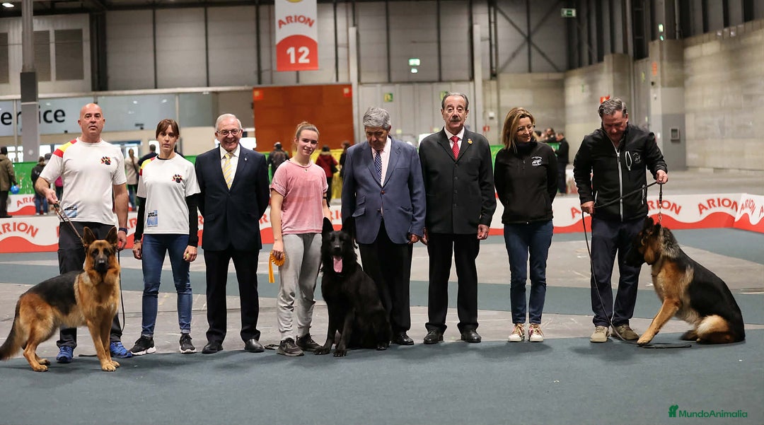 Pastor Alemán perros en venta: pastor alemán negro sólido belleza - Anuncio 4