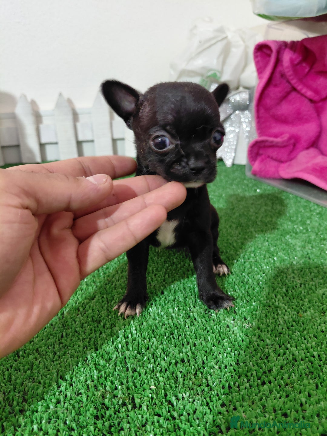 Chihuahua perros en venta: Chihuahua negra  - Anuncio 3