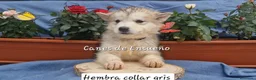 Alaskan Malamute perros en venta: Hembras de Alaskan Malamute  - Anuncio 4