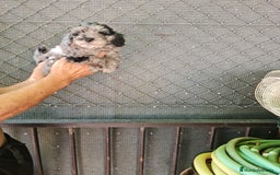 Caniche Toy perros en venta: Caniche toy  - Imagen 1