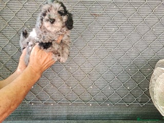 Caniche Toy perros - Anuncio 16