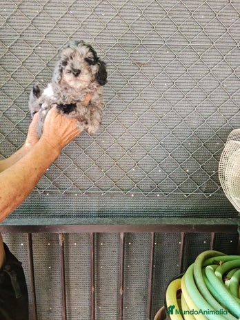 Caniche Toy perros - Anuncio 4