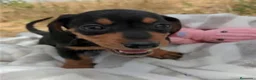 Teckel Miniatura perros en venta: Cachorros de Teckel Mini - Anuncio 9