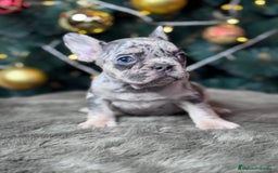 Bulldog Francés perros en venta: BULLDOG FRANCÉS / EXCLUSIVIDAD EN CADA CACHORRO  - Anuncio 3