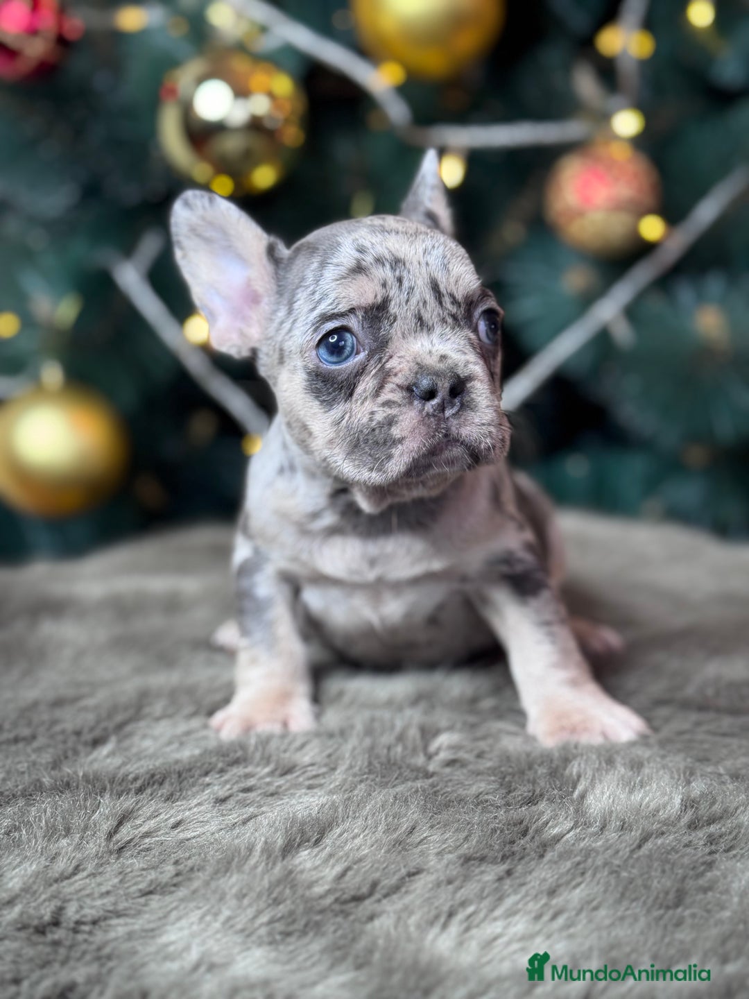 Bulldog Francés perros en venta: BULLDOG FRANCÉS / EXCLUSIVIDAD EN CADA CACHORRO  - Anuncio 3