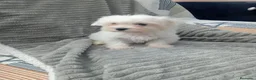 Bichón Maltés perros en venta: Bichon Maltés linea américana - Anuncio 3