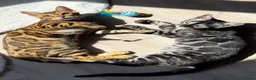 Bengalí gatos en venta: Bengali adulto - Anuncio 2