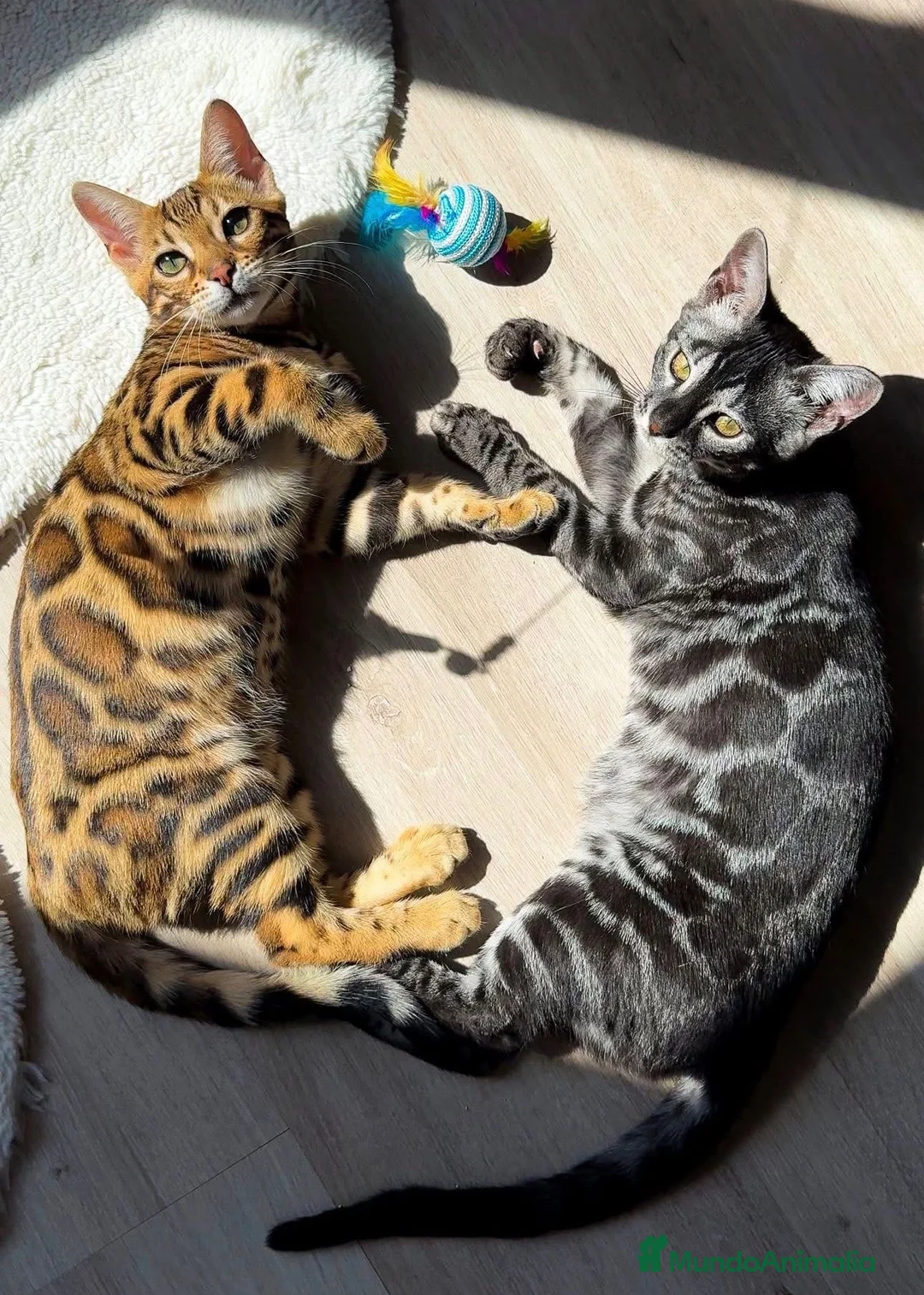 Bengalí gatos en venta: Bengali adulto - Anuncio 2