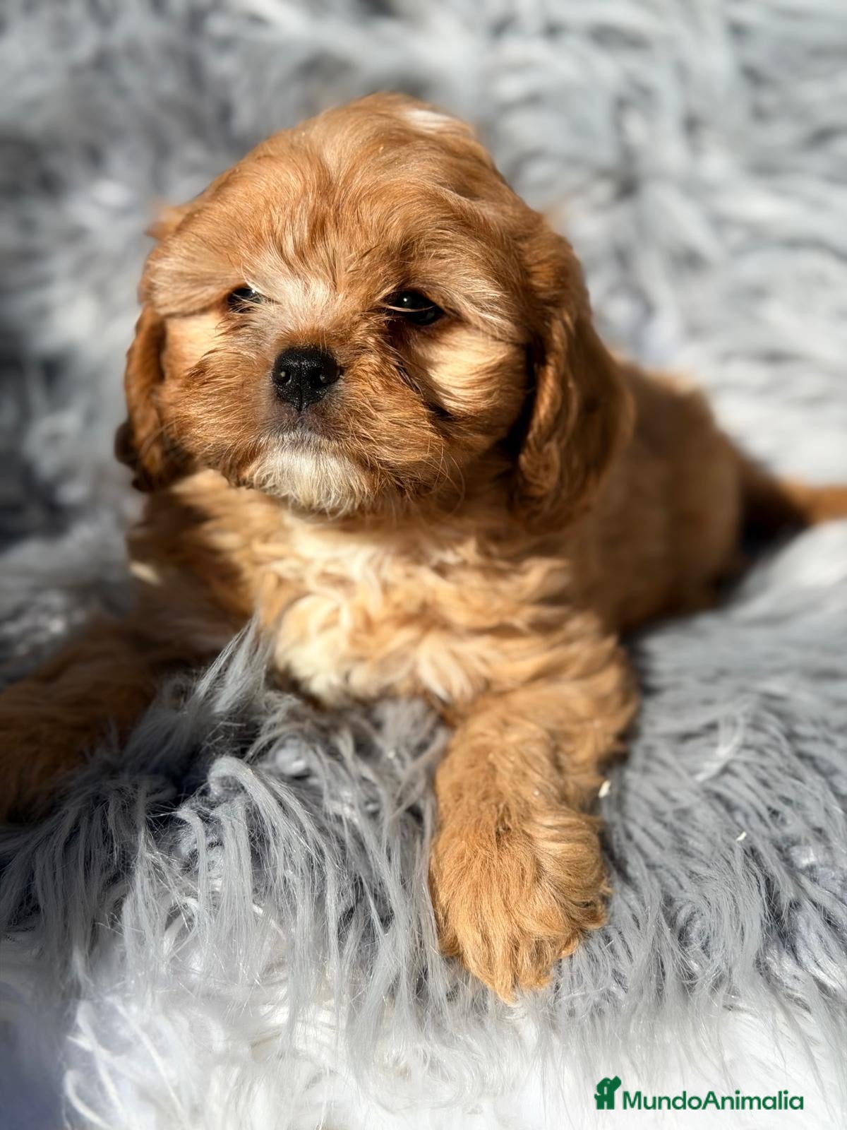 Cavapoo perros en venta: Cavapoo apricot  - Anuncio 7