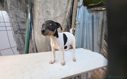 Ratonero Bodeguero Andaluz perros en venta: Bodeguero andaluz  - Imagen 4