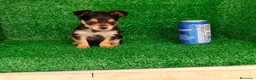 Yorkshire Terrier perros en venta: Yorkshire terrier  - Anuncio 9