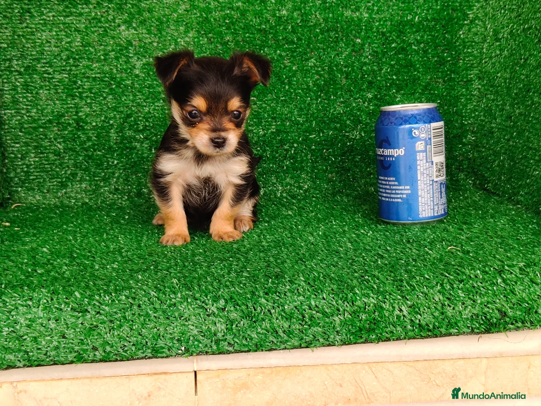 Yorkshire Terrier perros en venta: Yorkshire terrier  - Anuncio 9