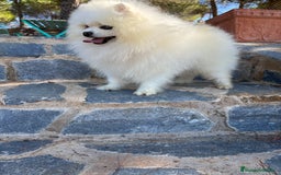 Pomerania perros en venta: Pomerania hembra disponible !! - Imagen 7