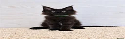 Maine Coon gatos en venta: Gatitos Maine Coon - Anuncio 4