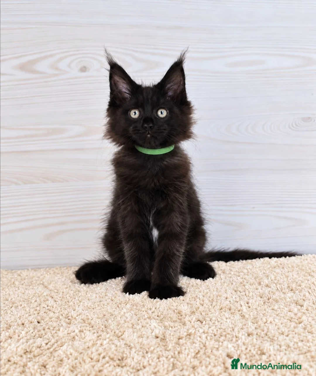 Maine Coon gatos en venta: Gatitos Maine Coon - Anuncio 4