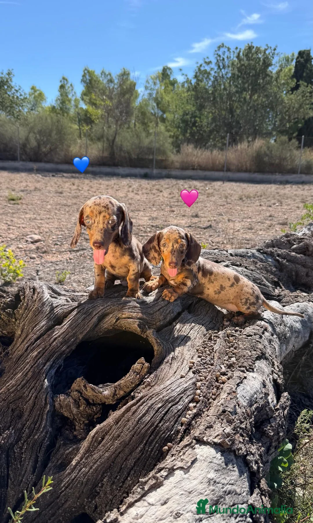 Teckel Miniatura perros en venta: TECKEL MINI ARLEQUIN - Macho y Hembra - Anuncio 1
