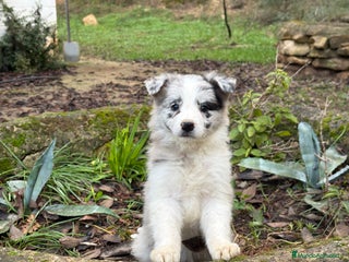 Border Collie perros 🐾 Preciosos Border Collie con pedigree 🐾 - Anuncio 31