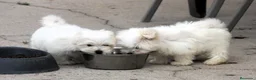 Bichón Maltés perros en venta: Bichon Maltes  - Anuncio 18