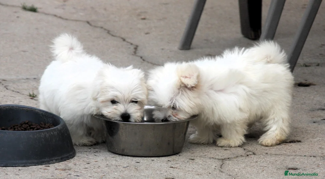 Bichón Maltés perros en venta: Bichon Maltes  - Anuncio 18