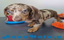 Teckel Miniatura perros en venta: Teckel Hembra DCD 5758 AQUANATURA - Imagen 8