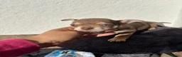 Chihuahua perros en venta: Chihuahua hembra chocomerle - Anuncio 4