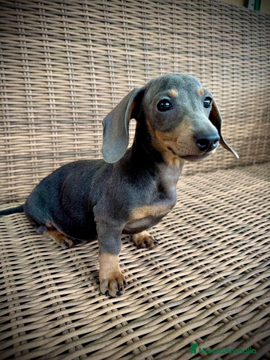 Teckel Miniatura perros en venta: Teckel miniatura  - Imagen 5