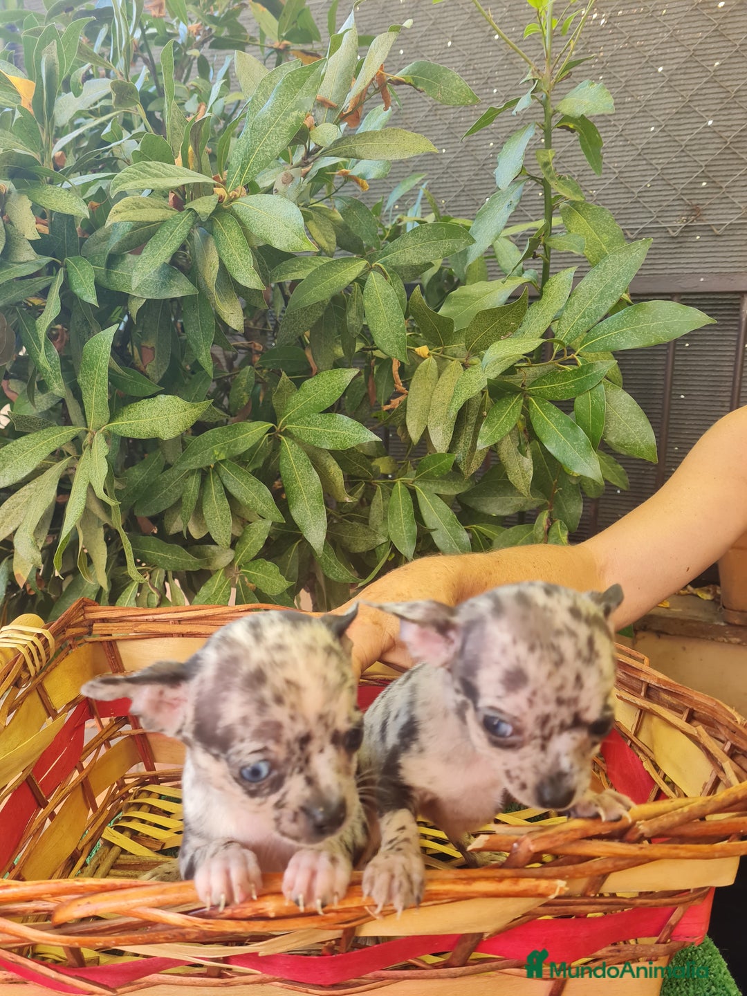 Chihuahua perros en venta: Chihuahua  toy - Imagen 6