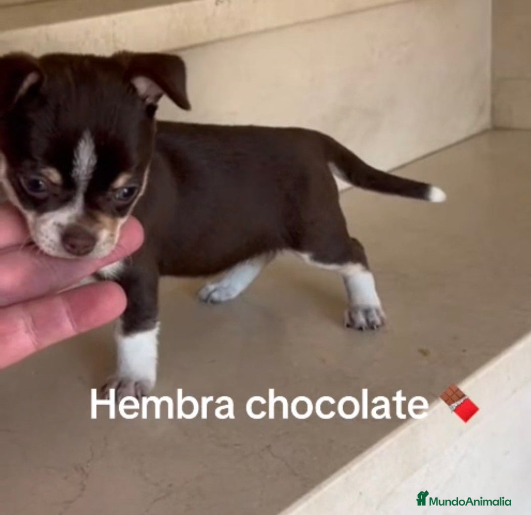 Teckel Miniatura perros Chihuhua - Anuncio 2