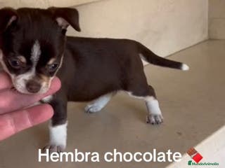 Teckel Miniatura perros Chihuhua - Anuncio 2