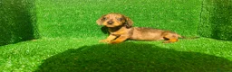 Teckel Miniatura perros en venta: Teckel miniatura  - Anuncio 6