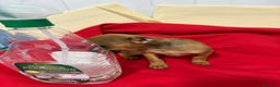 Chihuahua perros en venta: Chihuahua toy cabeza manzana  - Anuncio 5