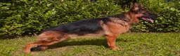 Pastor Alemán perros en venta: Cachorros pastor aleman - Anuncio 7