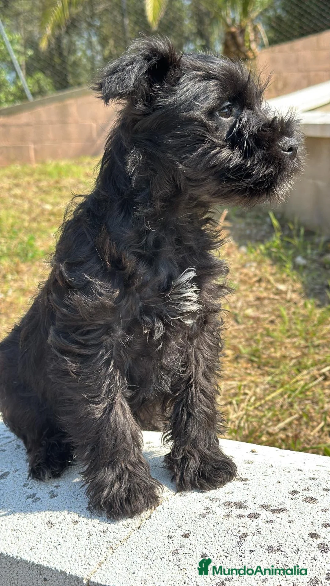 Schnauzer Miniatura perros en venta: SCHNAUZER MINIATURA - Anuncio 3
