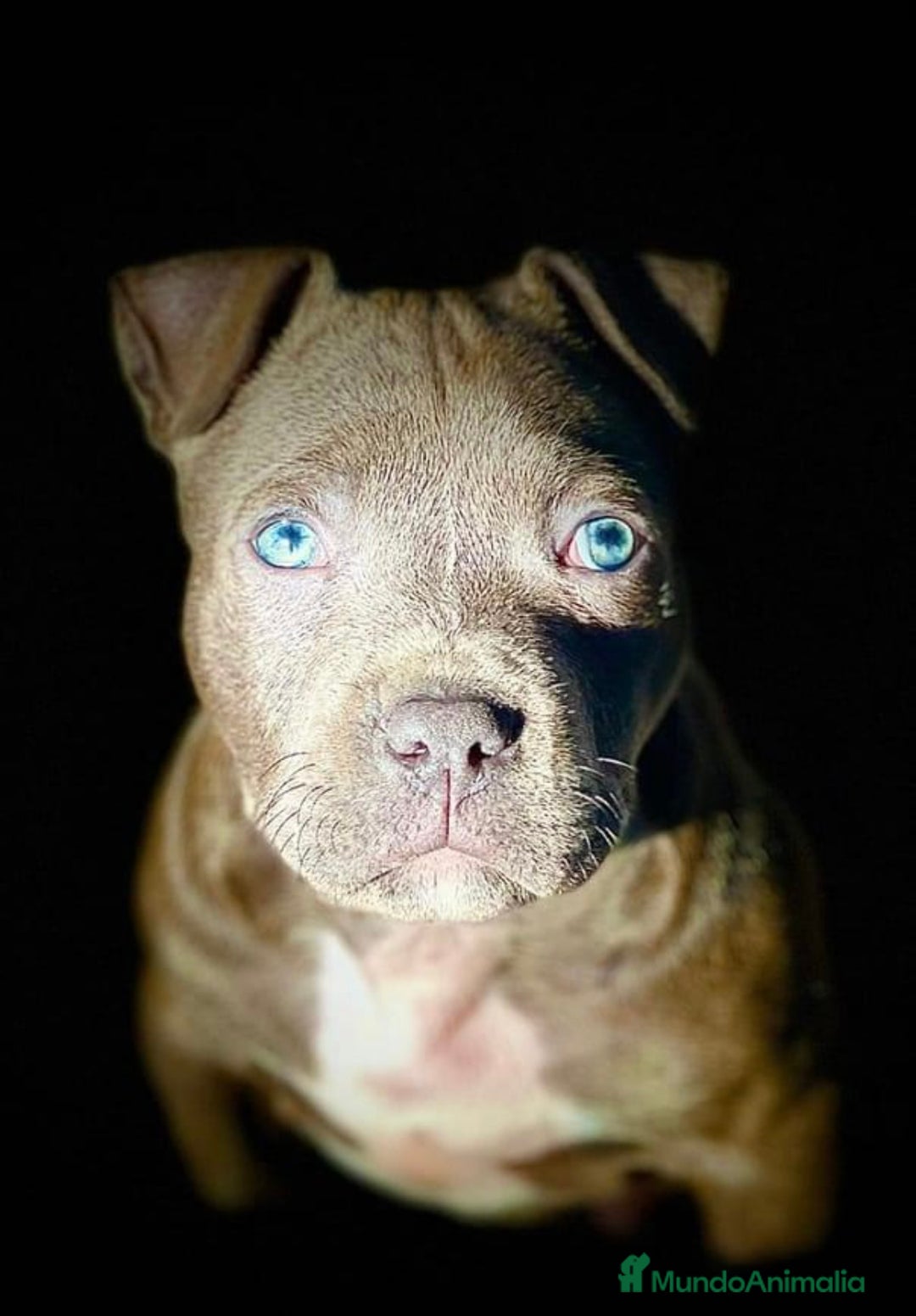 American Staffordshire-Terrier perros en venta: American Stanford, nueva Camada - Anuncio 40