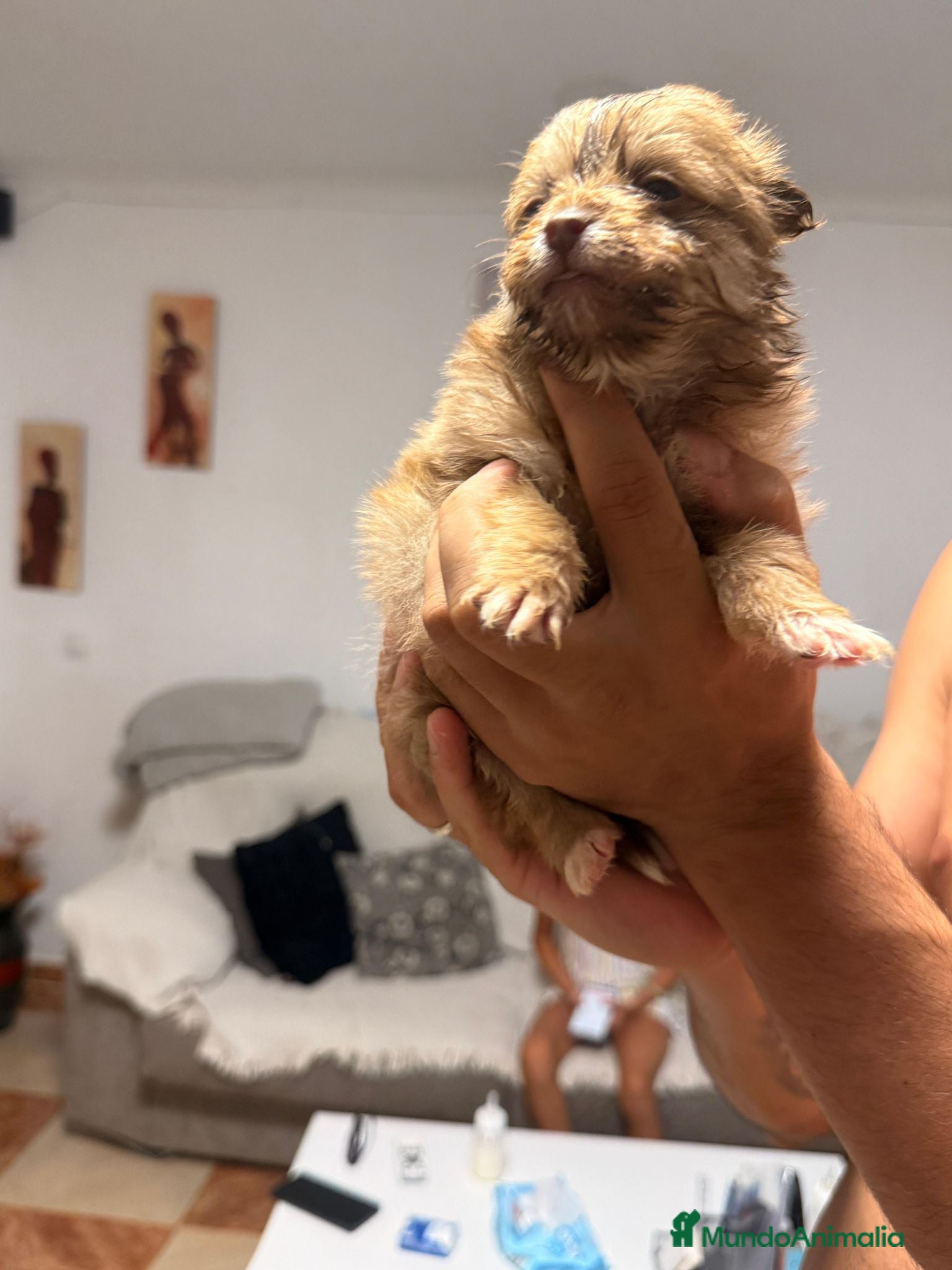 Pomerania perros Disponible 4 hembras y 1 machoPOMERANIA - Anuncio 22