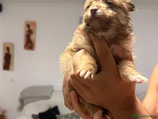 Pomerania perros Disponible 4 hembras y 1 machoPOMERANIA - Anuncio 22