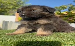 Pastor Alemán perros en venta: PASTOR ALEMÁN MACHO - Imagen 12