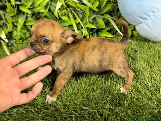 Chihuahua perros Chihuahua hembra y macho - Anuncio 19