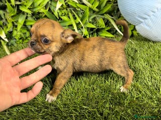 Chihuahua perros Chihuahua hembra y macho - Anuncio 11