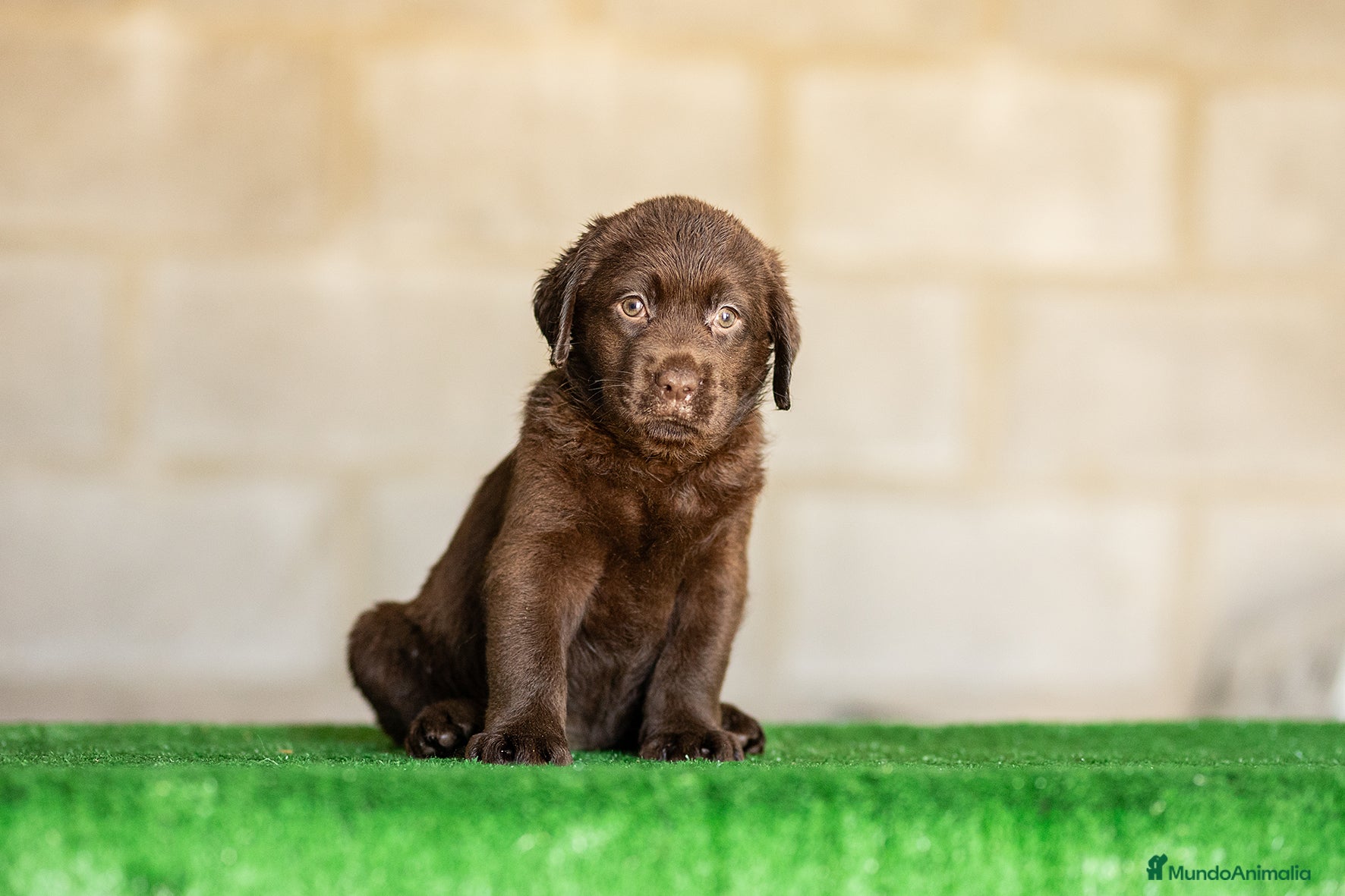 Labrador Retriever perros en venta: LABRADOR CHOCOLATE DISPONIBLE - Anuncio 13