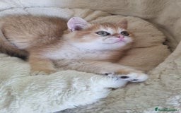 Británico de Pelo Corto gatos en venta: British Golden Chinchilla - Imagen 7