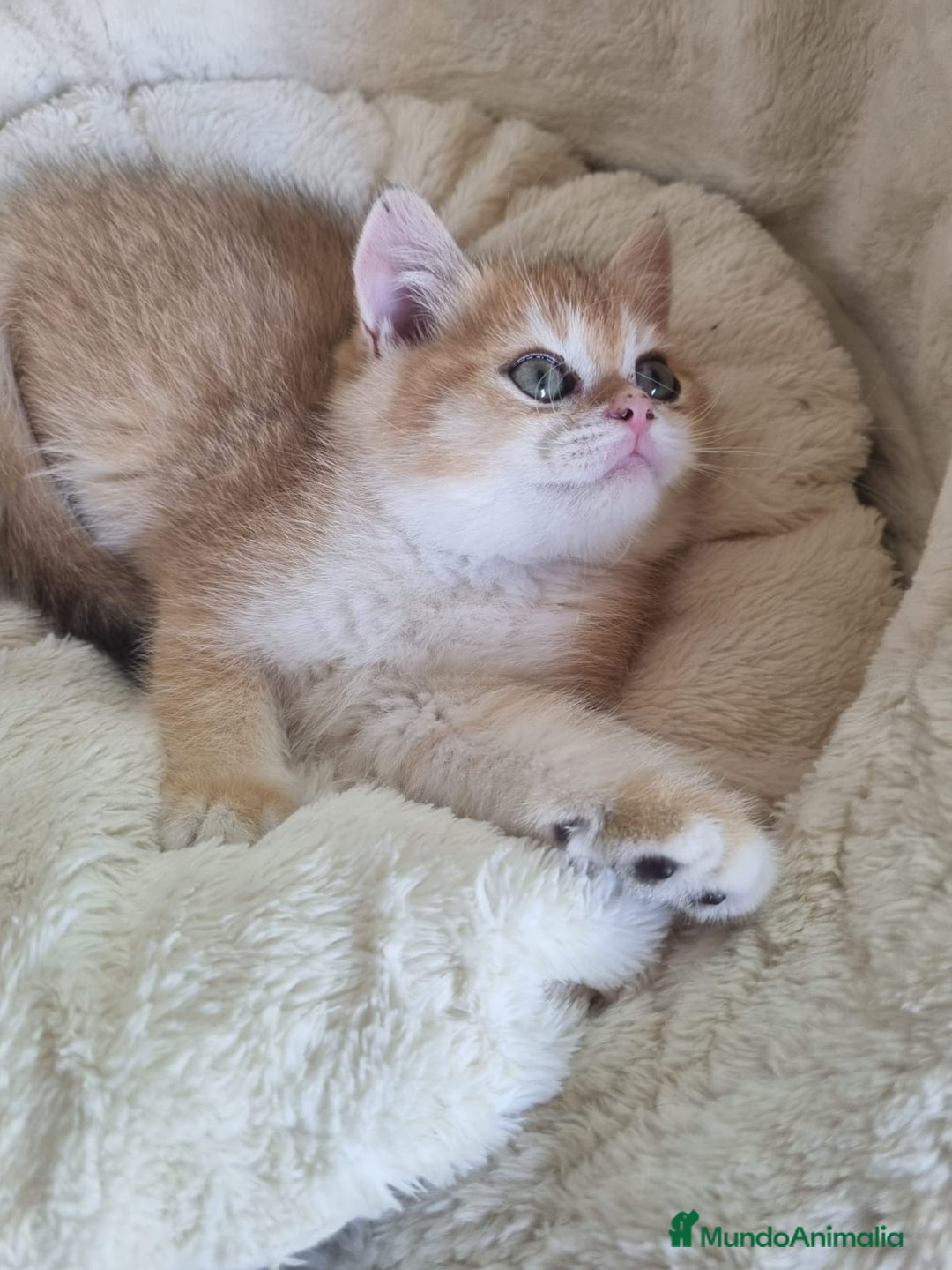 Británico de Pelo Corto gatos en venta: British Golden Chinchilla - Imagen 7
