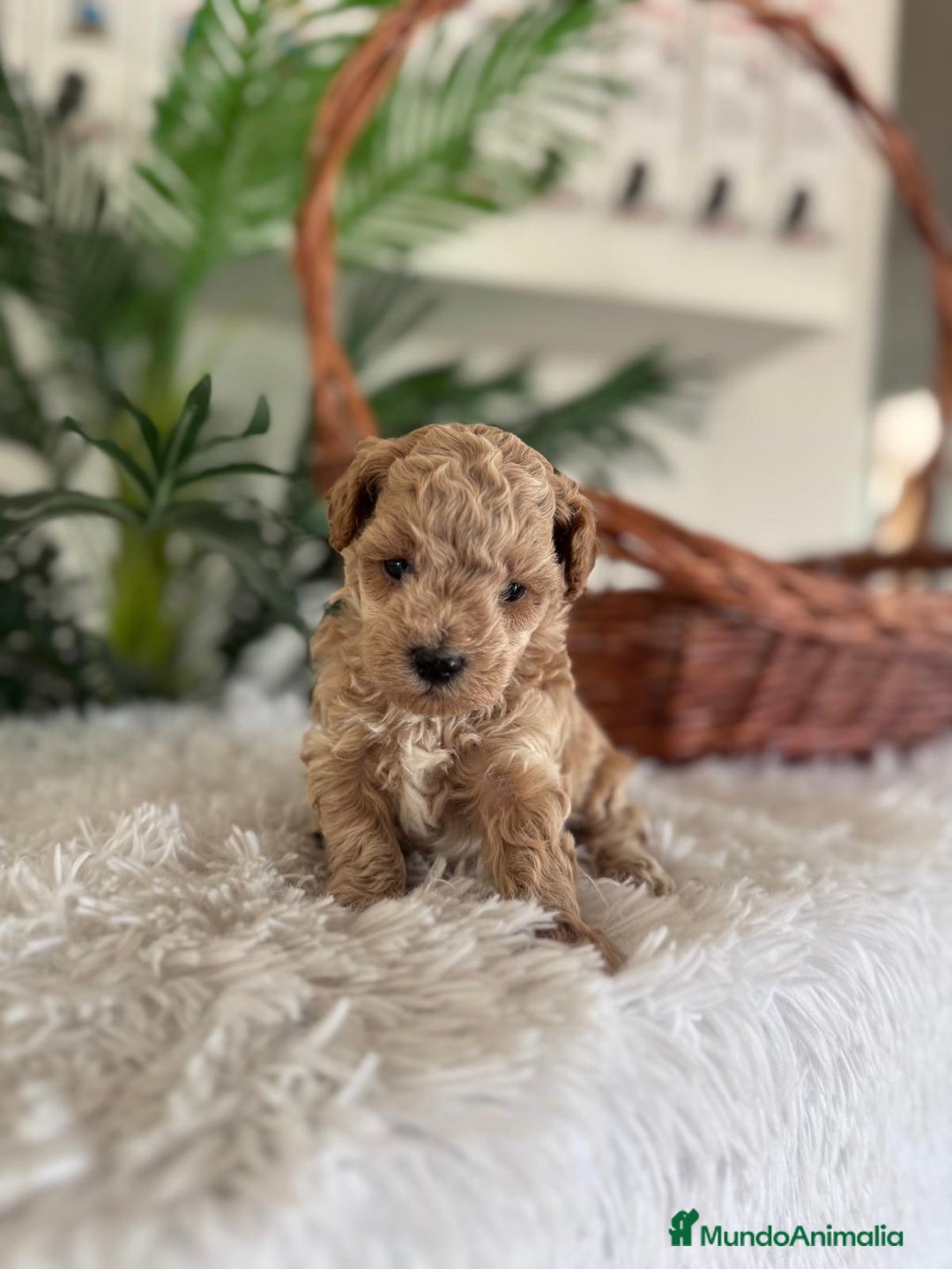 Caniche Toy perros en venta: CANICHE TOY - Anuncio 10